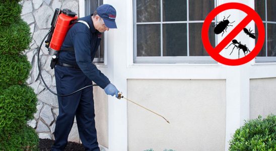 Beypazarı Kene İlaçlama böcek ilaçlama ve haşere kontrolü — ilaclama-tr.com